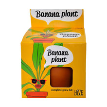 Load image into Gallery viewer, Exotic Banana Plant Grow Kit | Indoor - CLEARANCE ‼️