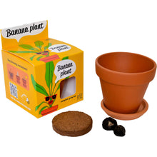 Load image into Gallery viewer, Exotic Banana Plant Grow Kit | Indoor - CLEARANCE ‼️