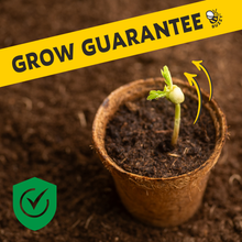 Load image into Gallery viewer, Exotic Banana Plant Grow Kit | Indoor - CLEARANCE ‼️
