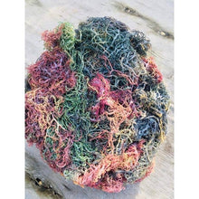 Load image into Gallery viewer, Multi-Color Irish Sea Moss | Premium Quality St Lucia | 4oz