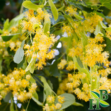 Load image into Gallery viewer, Linden Flowers C/S - 4oz