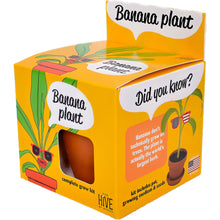 Load image into Gallery viewer, Exotic Banana Plant Grow Kit | Indoor - CLEARANCE ‼️