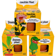 Load image into Gallery viewer, Exotic Banana Plant Grow Kit | Indoor - CLEARANCE ‼️